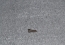 Саморез серый L25 под ключ 8 толщина 6мм Univ - 17085 Украина - 17085 (Фото 2)
